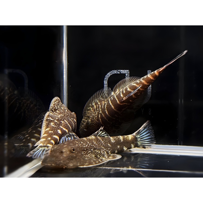 Blue Tail Hillstream loach