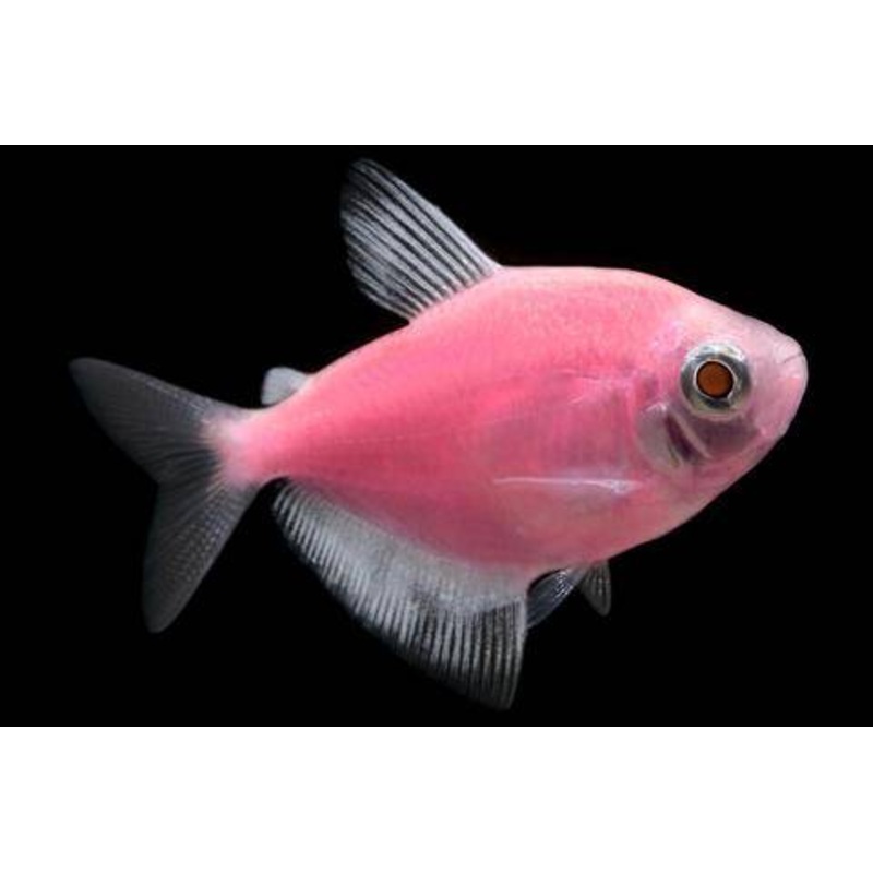 GloFish – Tetra Moonrise Pink