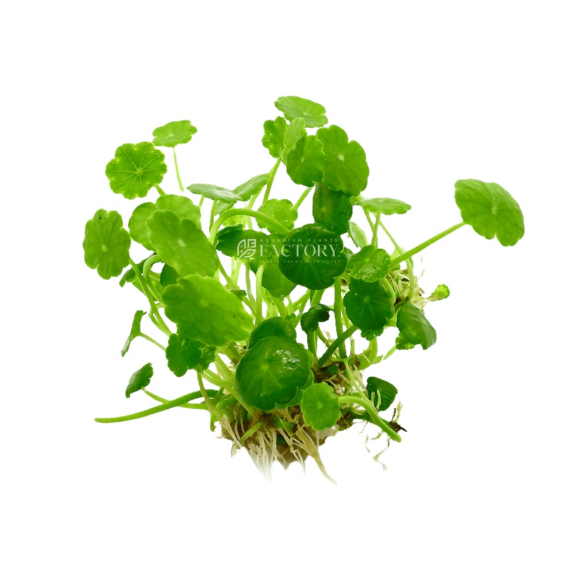 Hydrocotyle Verticillata ‘Small Size’ Small Bare-Root Plants