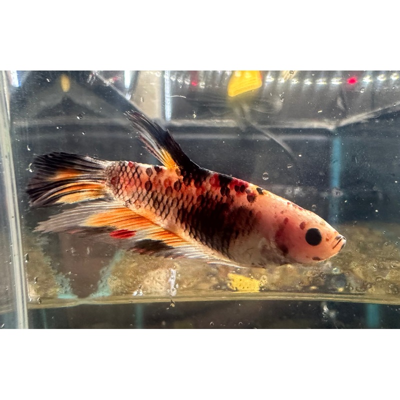 Koi Betta Female