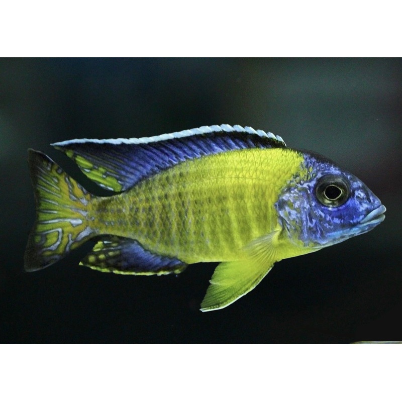 Peacock Cichlid – Blue Neon 4-5cm