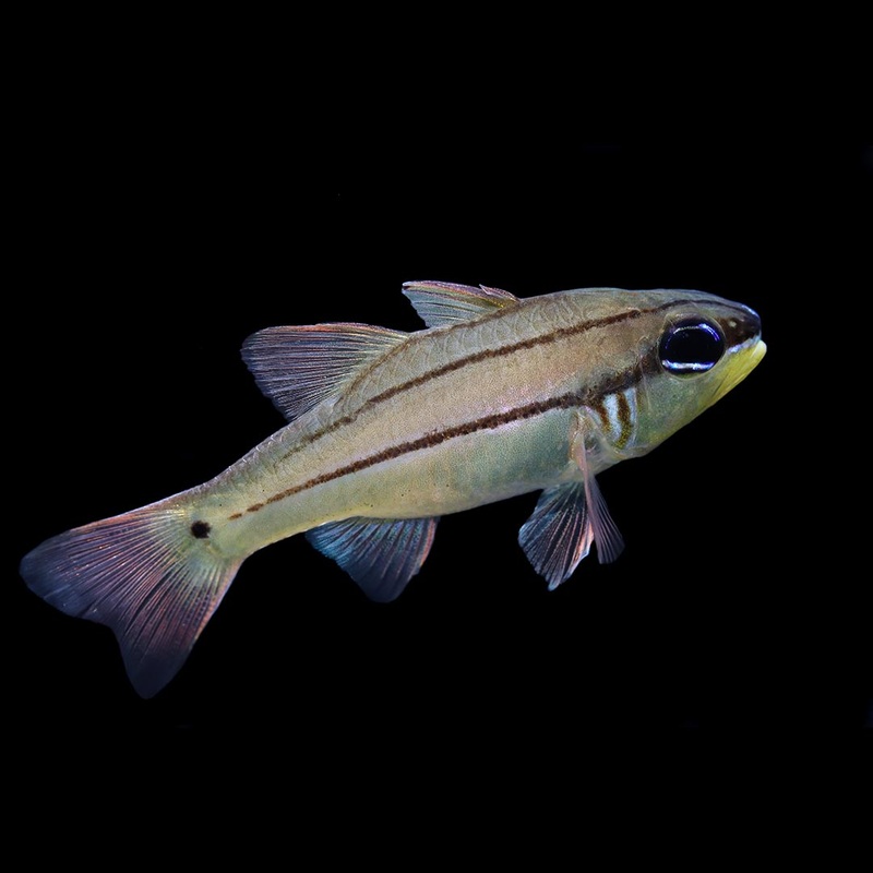 Seale’s Cardinalfish