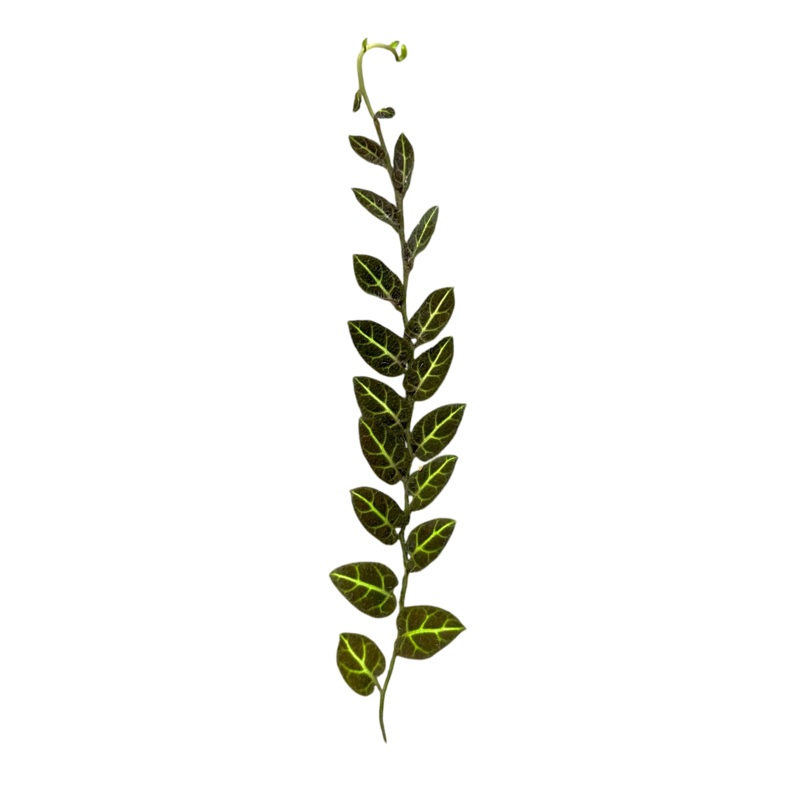 Solanum sp. Ecuador 8-12 leaf cutting