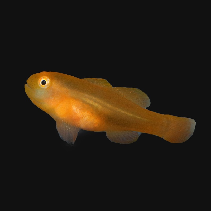 Yellow Clown Goby