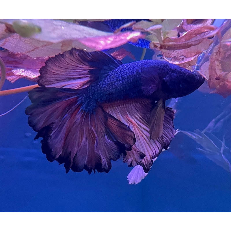 Betta Male – Dark Knight A2 1 Male