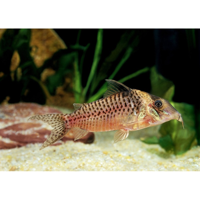 Corydoras Blochi 3-4cm