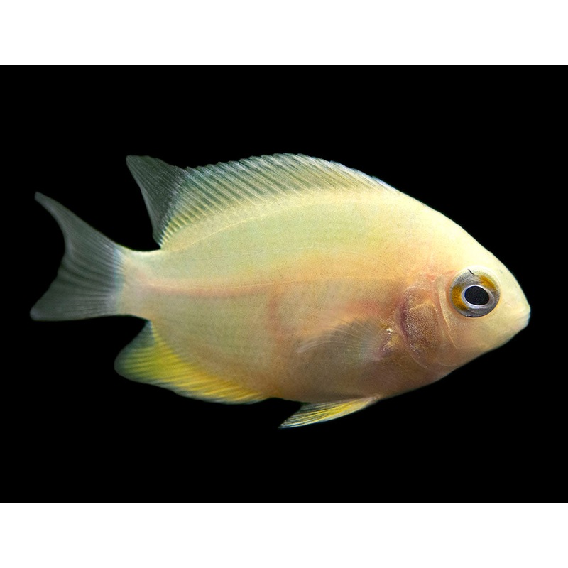 Gold Severum AKA Gold Banded Cichlid (Heros cf. efasciatus FKA H. severus), Tank-Bred 1 Fish