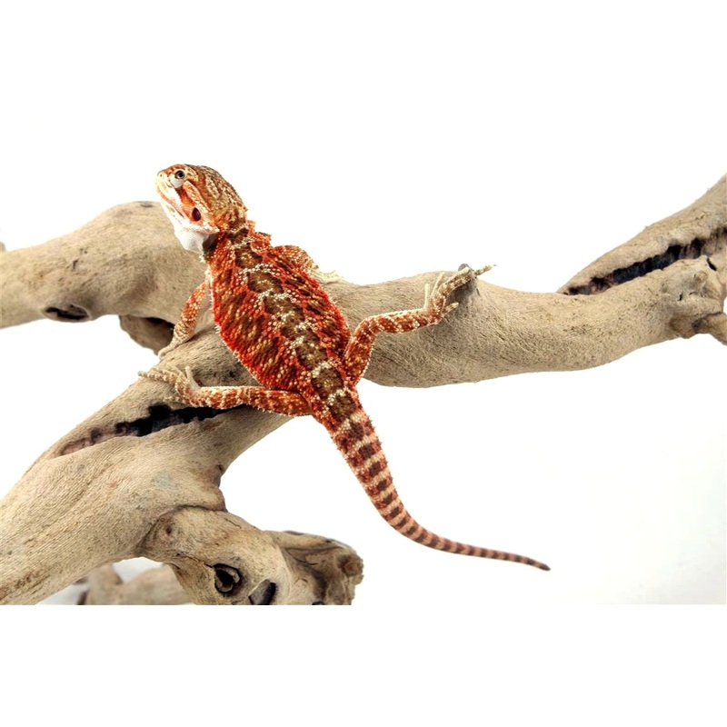 High Orange Bearded Dragon