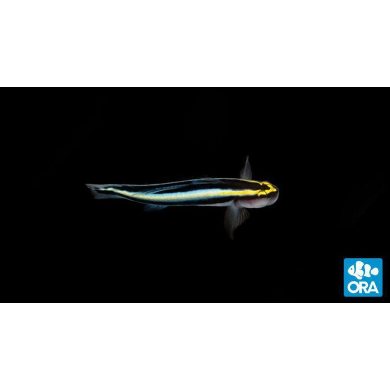 ORA Sharknose Goby