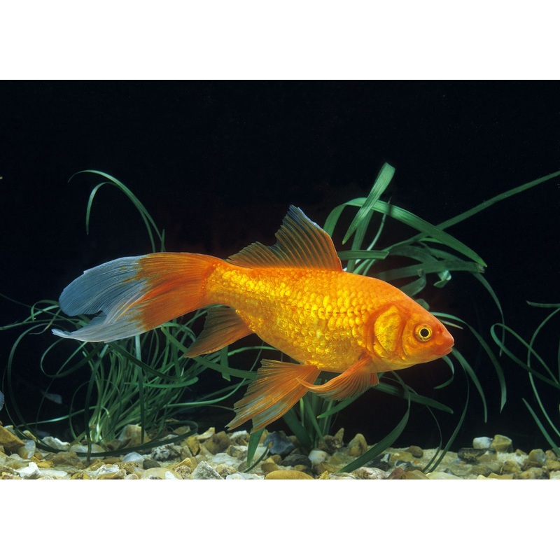 comet 20-25cm 17-20cm