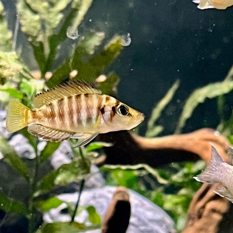 Kaguna Red Compressiceps 1-2″ Unsexed