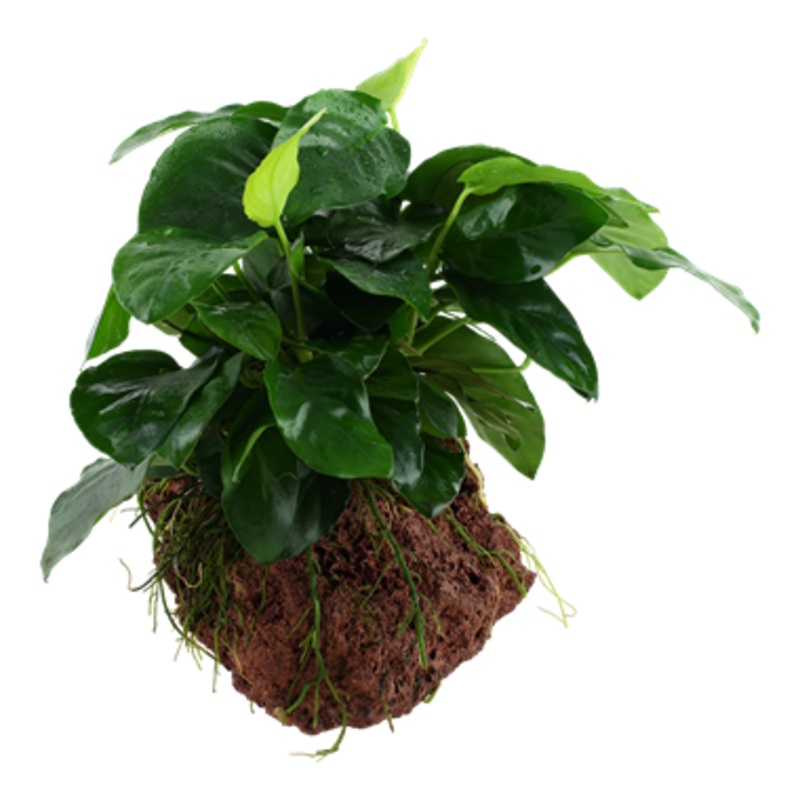 Tropica DecorRock Anubias nana