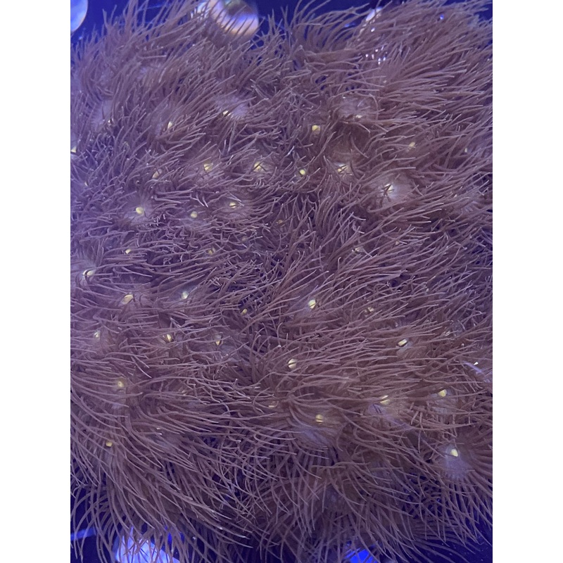 Frag –  Yellow Colony Polyps