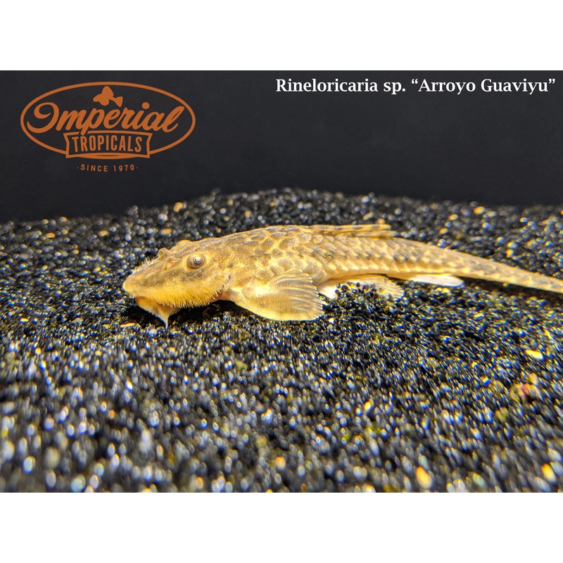 Guaviyu Whiptail 2-3″ Unsexed