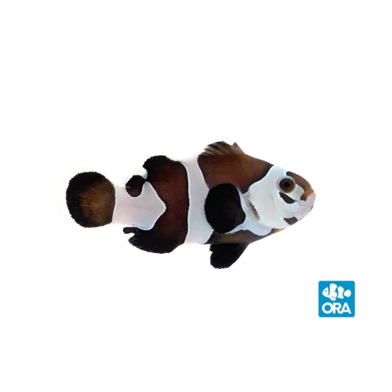 ORA Semi Storm Clownfish