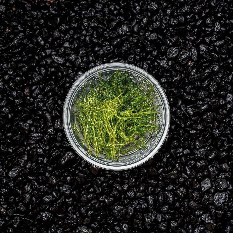 Spiky Moss | Taxiphyllum ‘Spiky’ Cup Portion