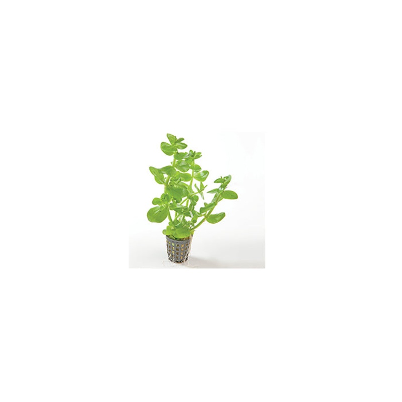 Bacopa in Mesh Pot