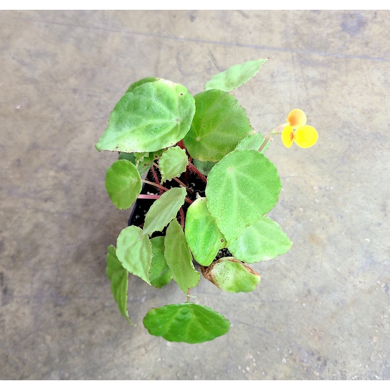 Begonia scutifolia 3-4 leaf cutting