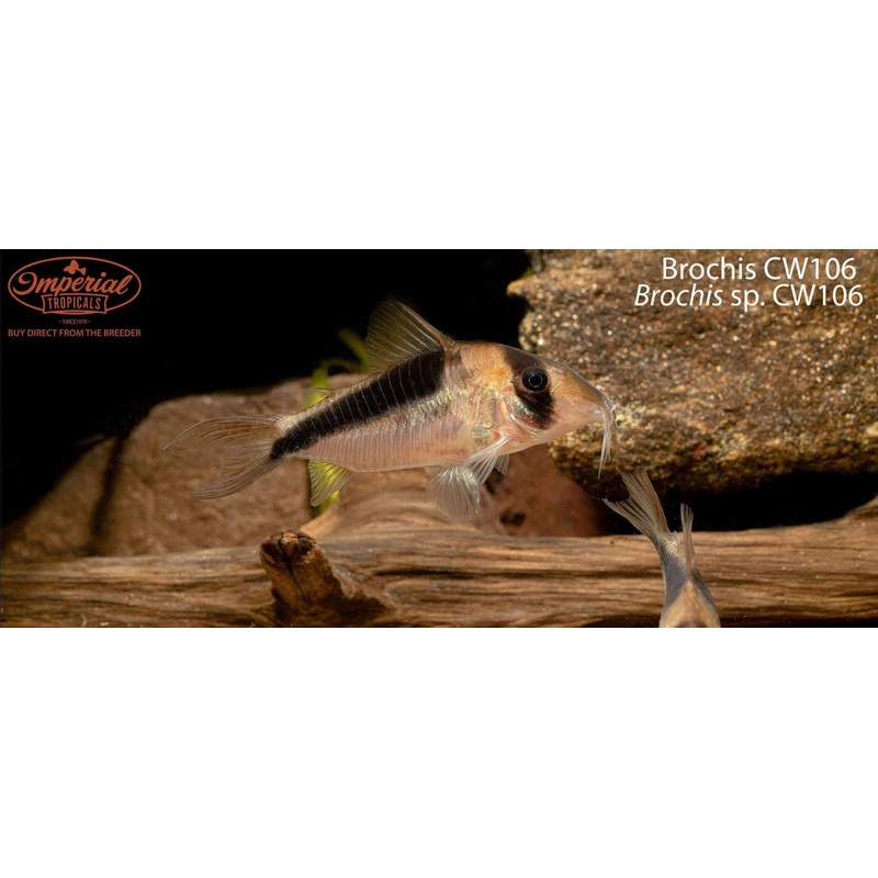 Brochis CW106 1-2″ Unsexed