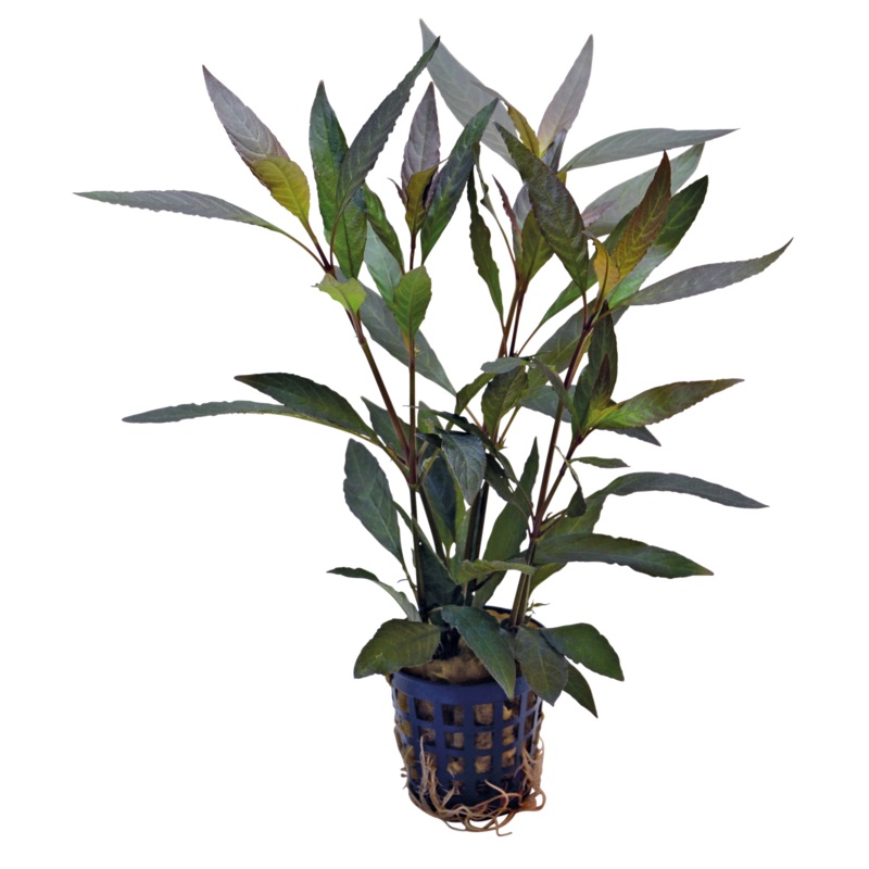 Hygrophila Guanensis 5cm Pot