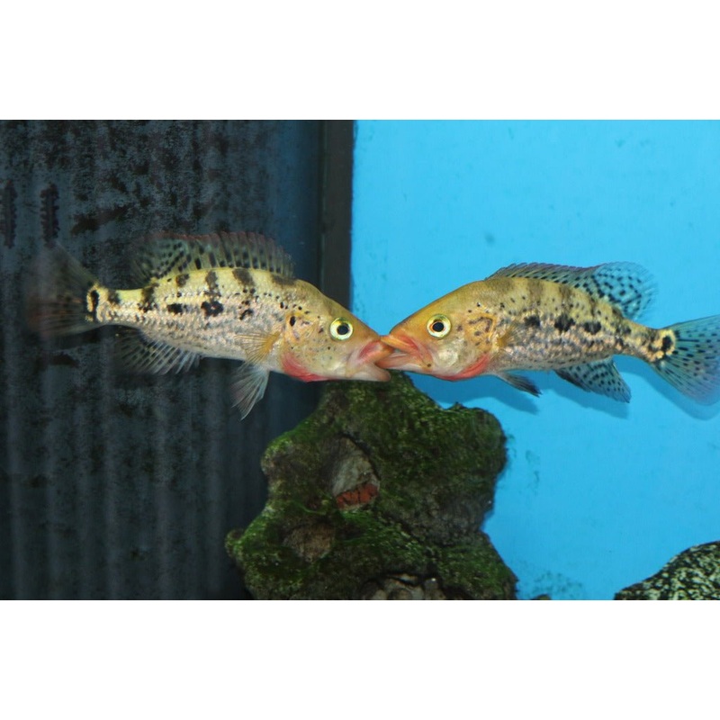 Red Bay Snook 2-3″ Unsexed