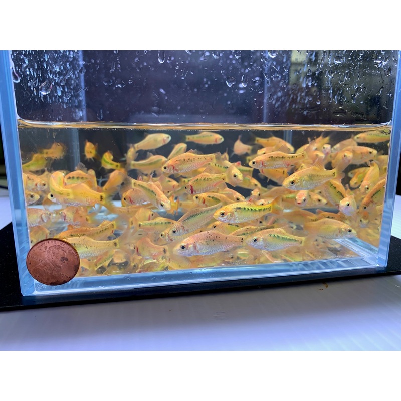 Gold Barb