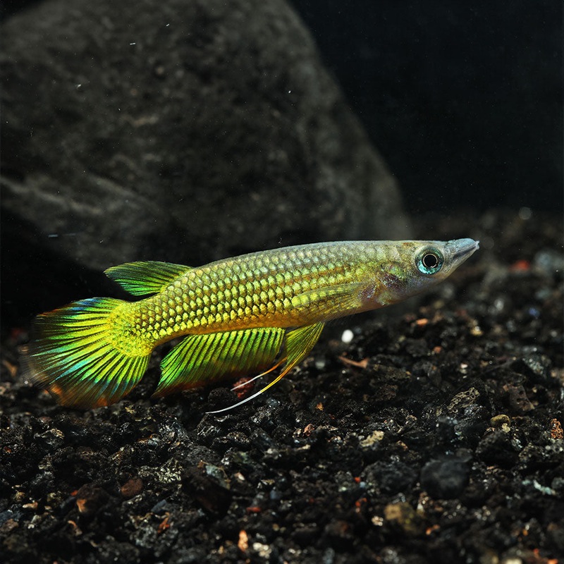 Golden Wonder Killifish | Aplocheilus lineatus Imported 1 Fish – Male
