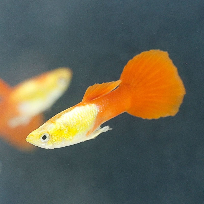 Goldenhead Guppy | Poecilia Reticulatus Imported Male