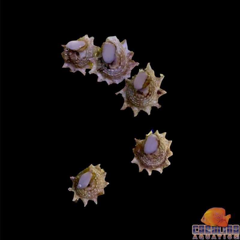 Snail – Astrea Ninja Star