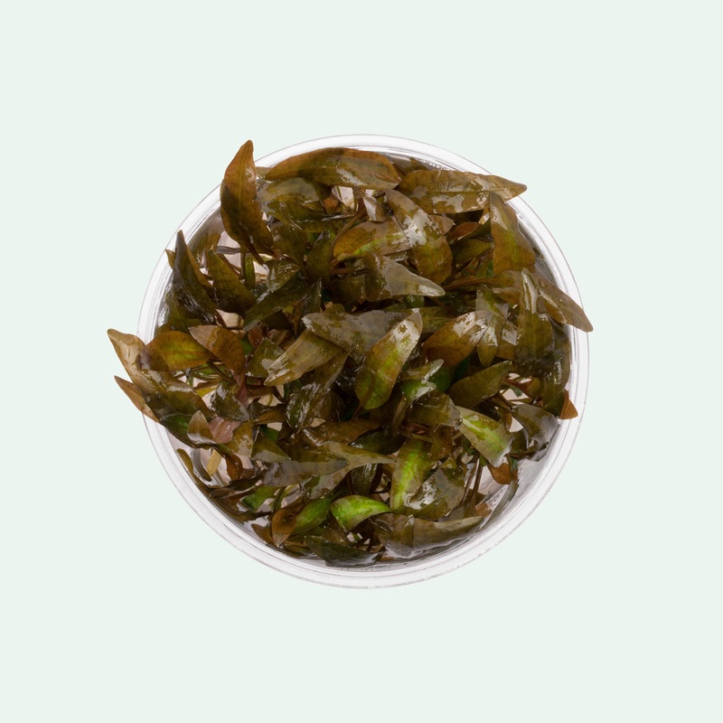 Cryptocoryne Wendtii Brown TISSUE CULTURE