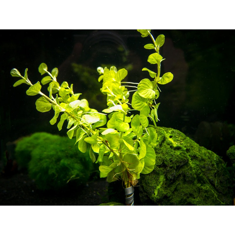 Golden Lloydiella AKA Golden Creeping Jenny (Lysimachia nummularia “Aura”), bunch 1 Bunch