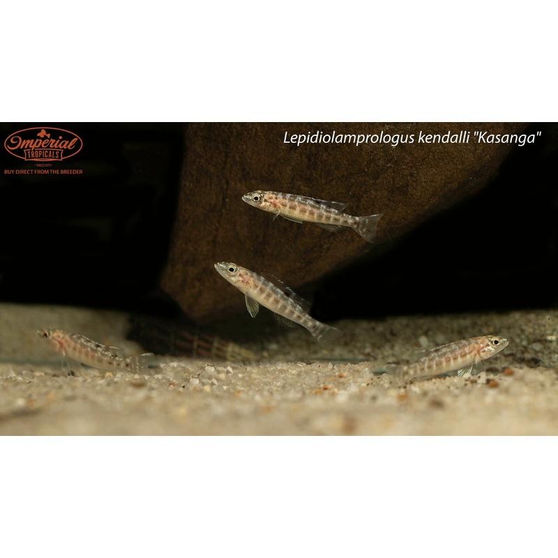 Lepidiolamprologus kendalli 1-2″ Unsexed F1