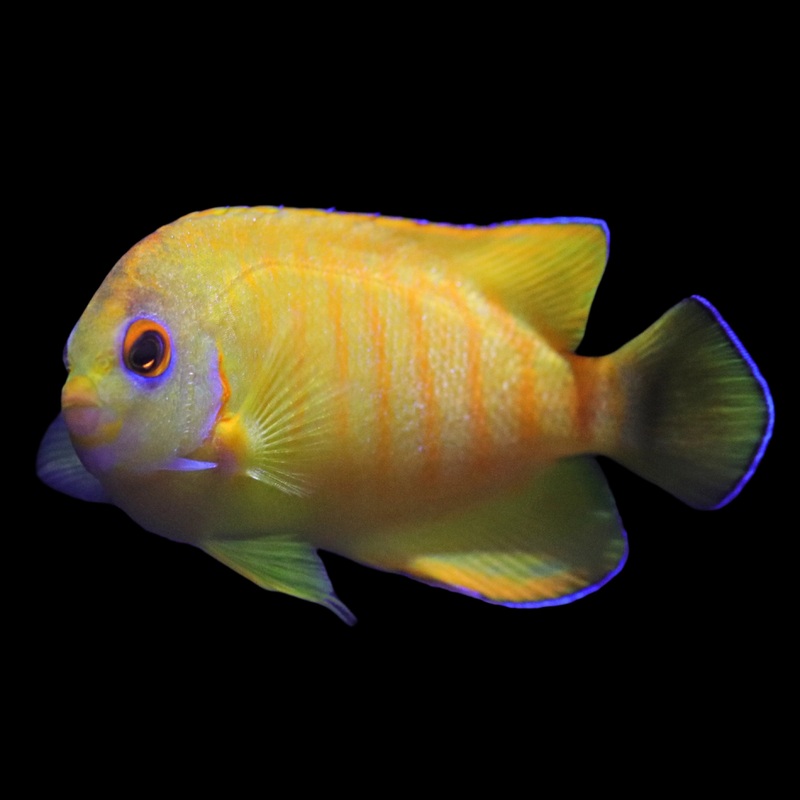 Tigerpyge Angelfish B Grade (faint or no stripes)