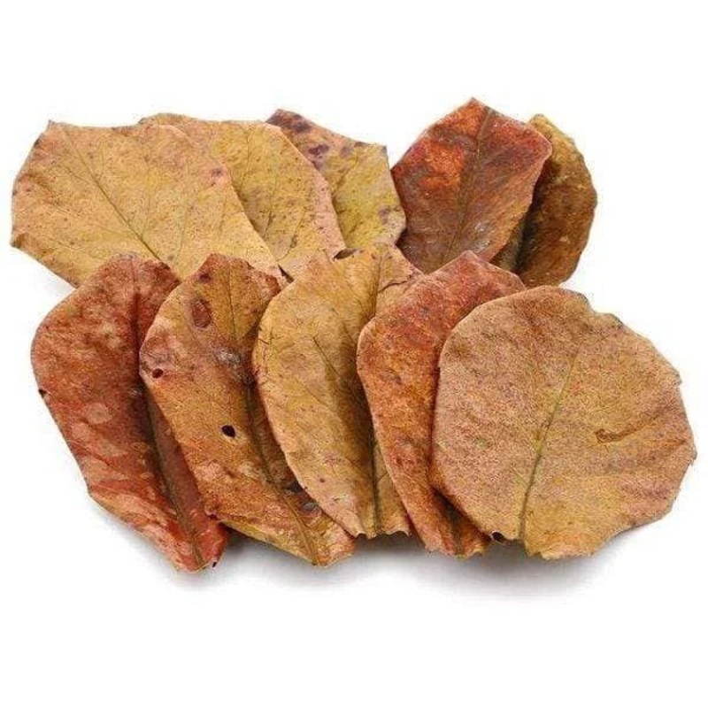 INDIAN ALMOND LEAVES /CATAPPA LEAVES / KETAPANG LEAVES 10 leaves