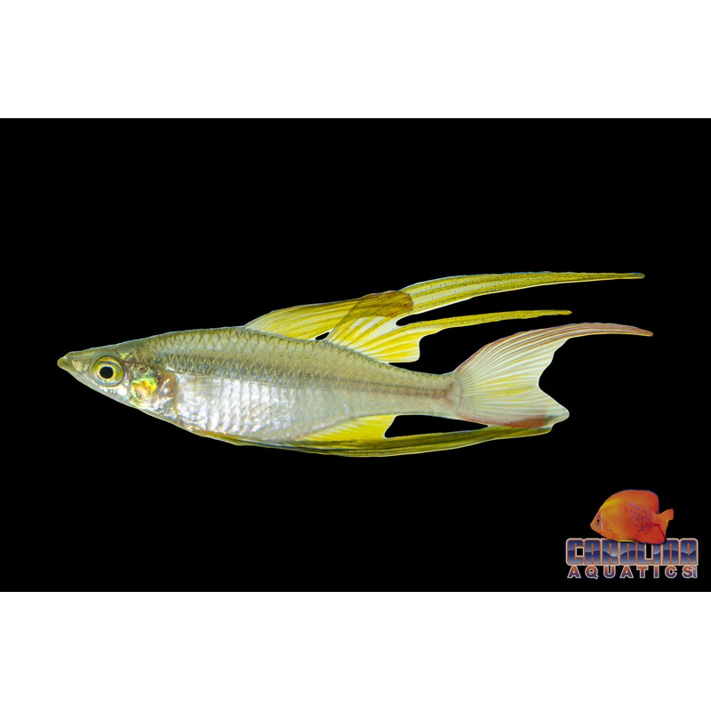 Rainbow – Threadfin Med