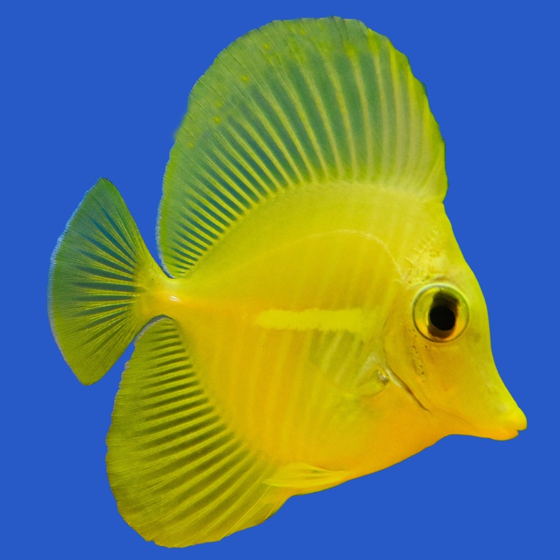 Yellow Tang – Aquacultured Small (under 1.5 inch)