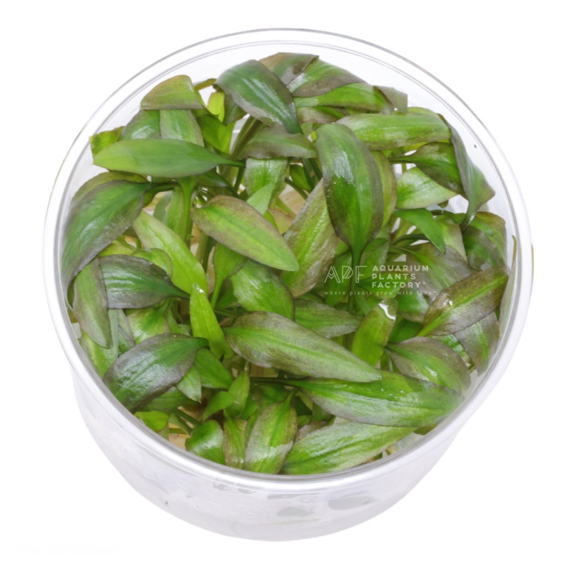 Cryptocoryne Willisii Vitro Culture