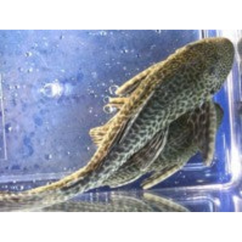 Pleco – Asst. 3-4in.