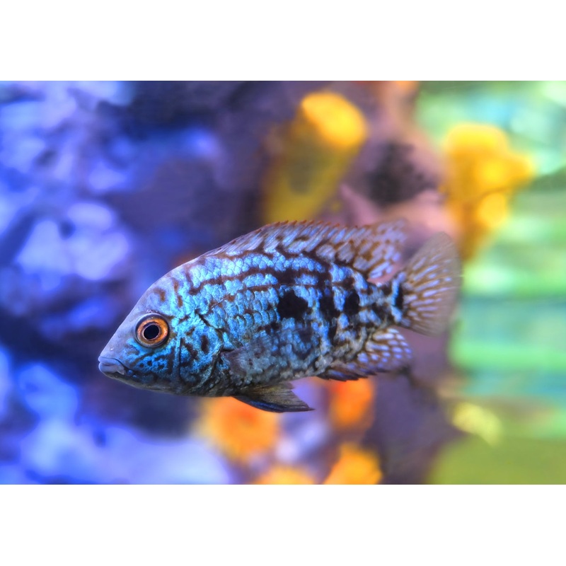 Electric Blue Jack Dempsey – B grade 3-5cm