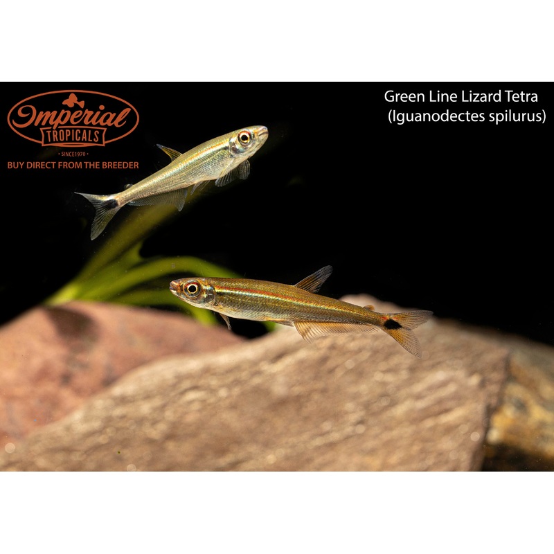 Green Line Lizard Tetra (3 Pack) 2-3″ Unsexed