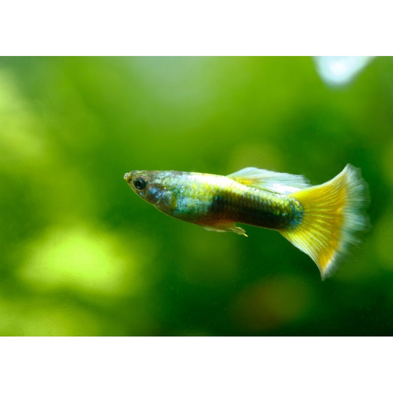 Guppy Male Yellow Tuxedo 3-4cm