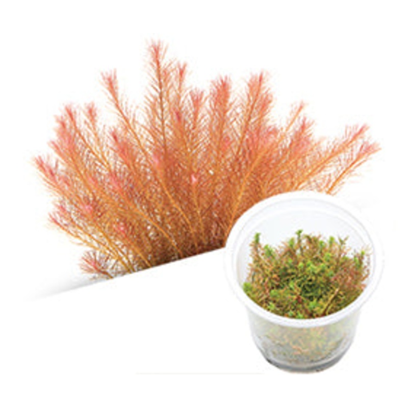 IC025 ADA Tissue Culture  – Rotala sp. ‘Vietnam’