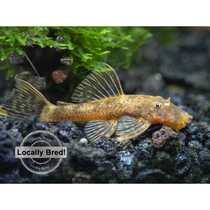 Super Red Calico Bristlenose Pleco (Ancistrus sp.), Locally-Bred 1 Juvenile