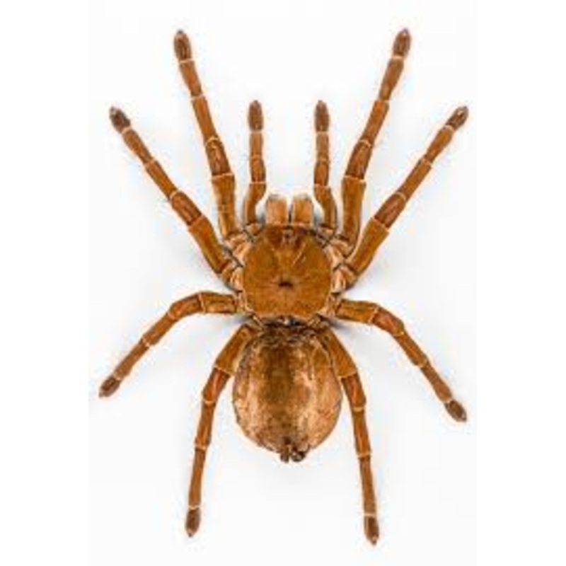 Bird Eating Spider – Tarantula – Sling