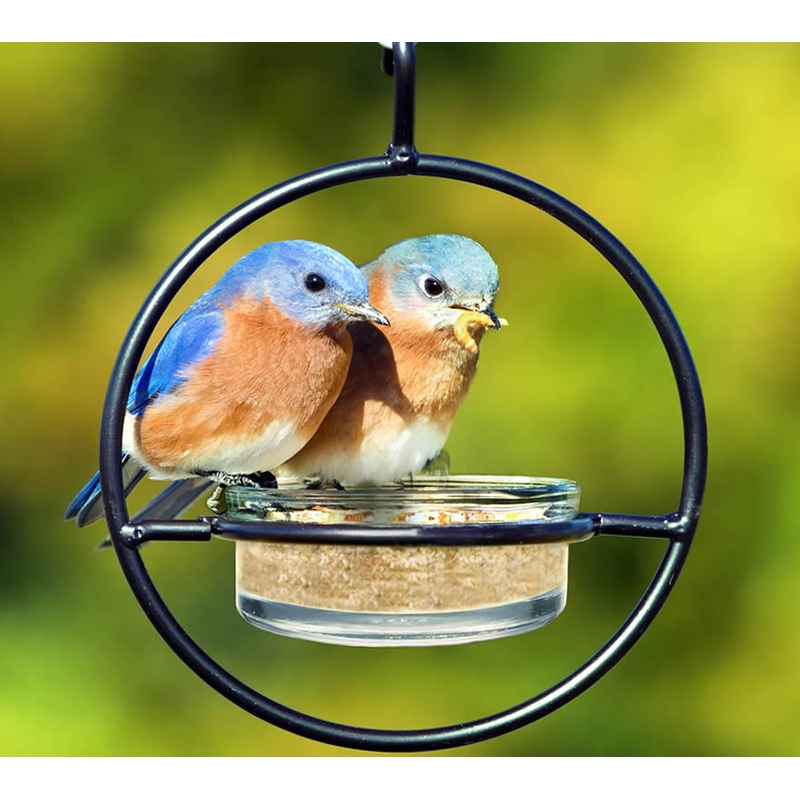 Bluebird Feeder & Sphere