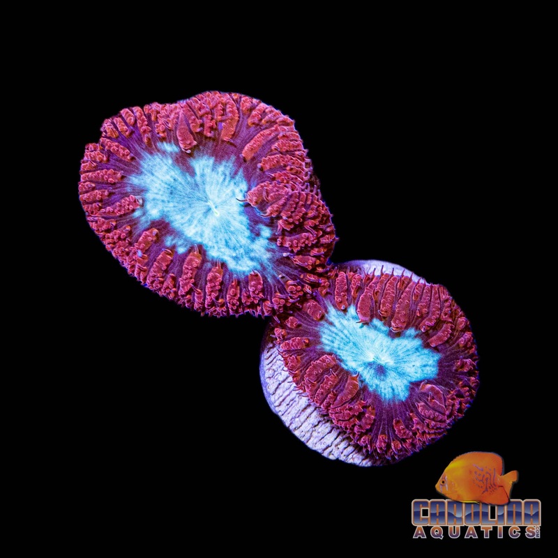 Frag – Blasto Wellsi