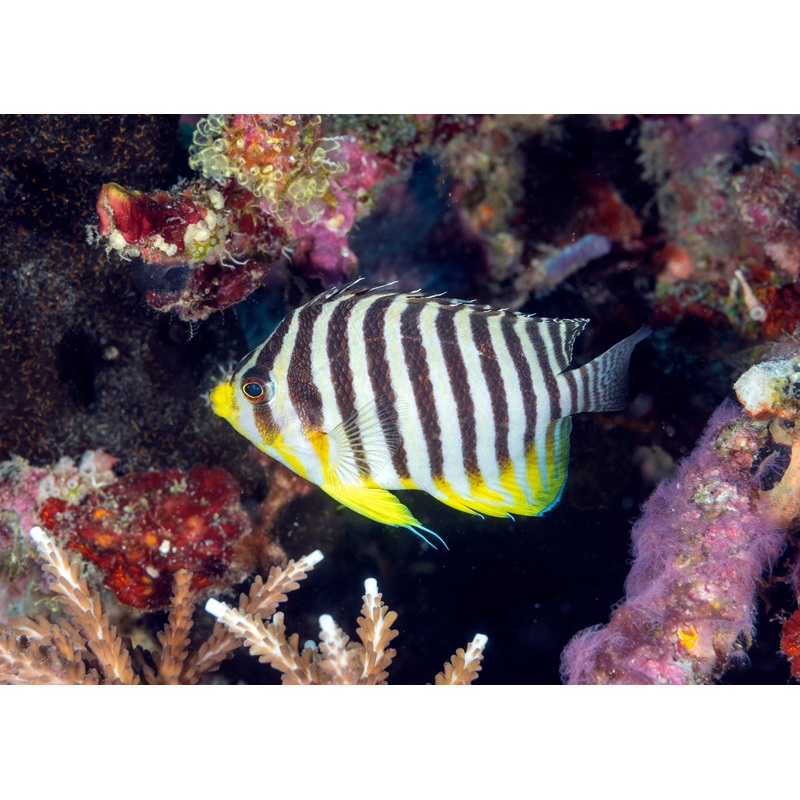 Angelfish – Banded Pygmy Medium