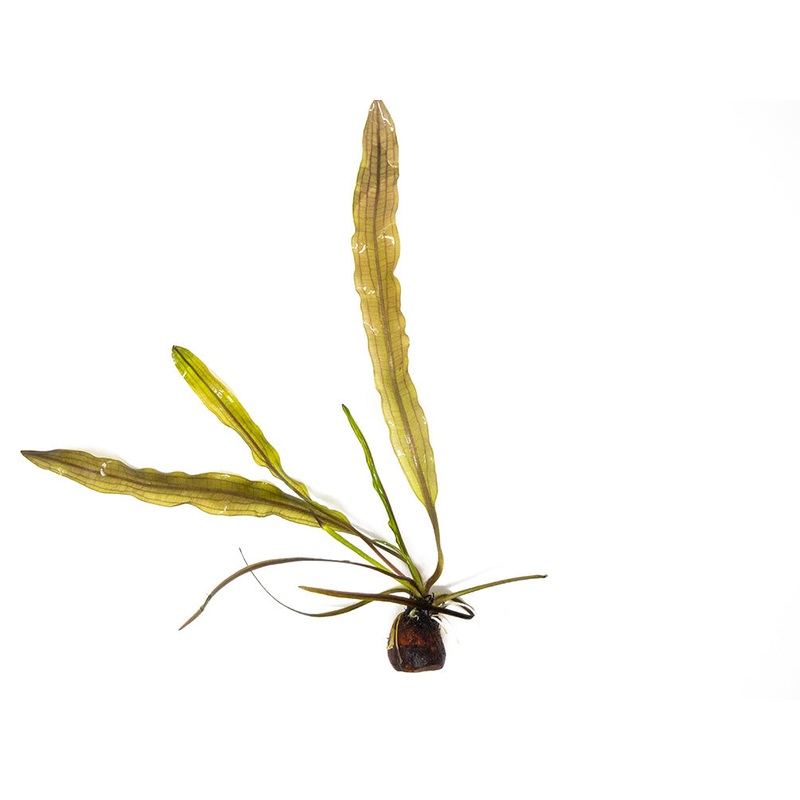 Aponogeton longiplumulosus Bulb 1 Bulb