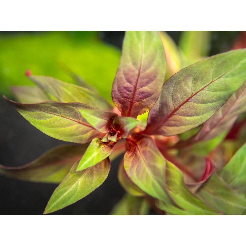 Red Star Ludwigia (Ludwigia glandulosa AKA L. peruensis), bunch 1 Bunch