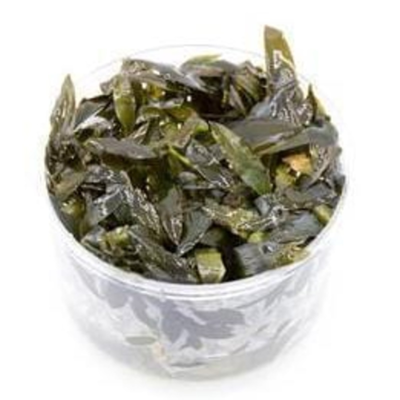 Cryptocoryne wendtii ‘Brown’ (Indo) In-Vitro UNS